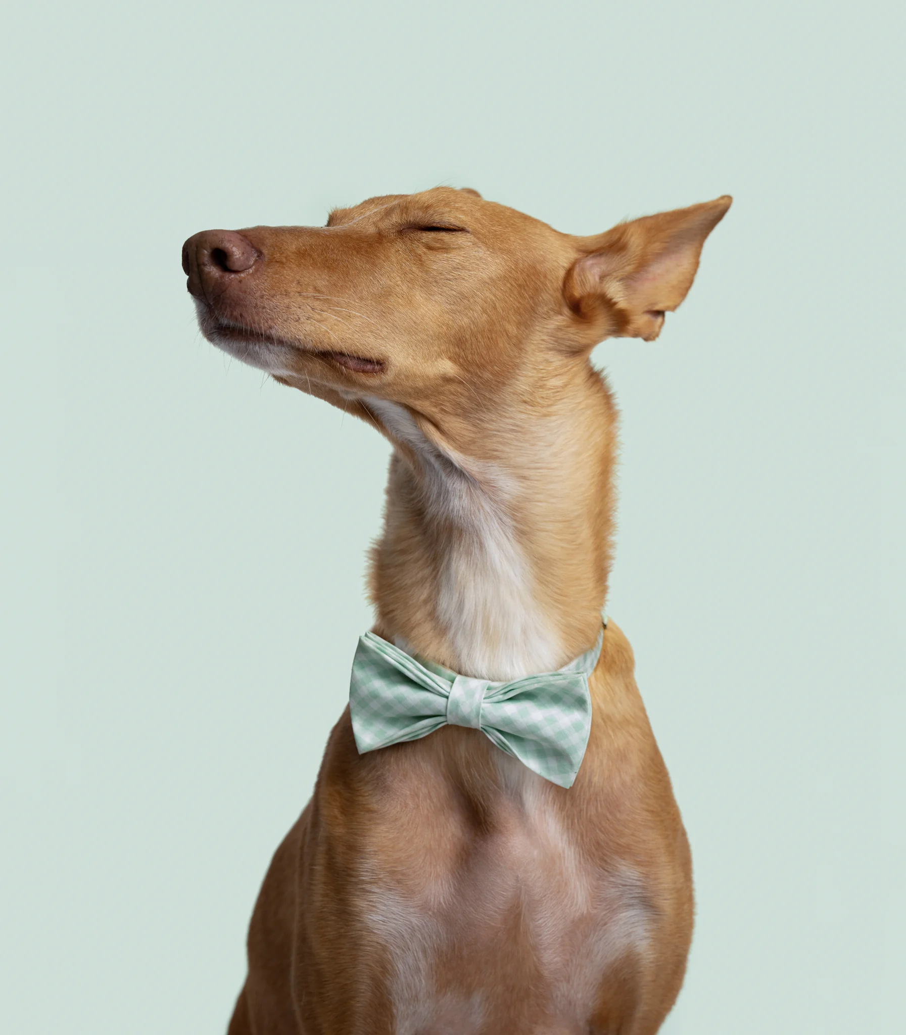 DOGS / STUDIO - more animals-klausdyba-34 - PETS Photography by Klaus Dyba